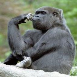 Гиви Зурабович