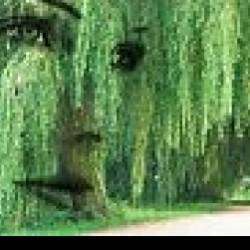 Александр Альтергот-Ивушка плакучая