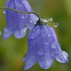 Берегиня-Колокольчики