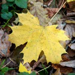 Берегиня-Осенняя песня