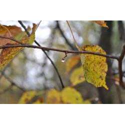 Джульетта - в осенний дождь