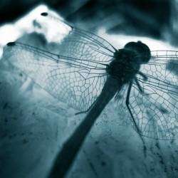 Энтрея-Оставаясь собой