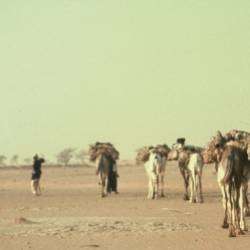 Гитарина-The Silk Road