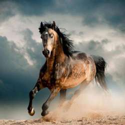 ИНТЕРСЕКТ / VVS - Тот, кто на воле