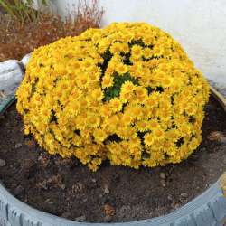 Иван Макаров - Бабье лето