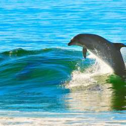 Lemm-Сны о море