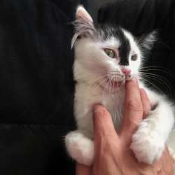 Любовный скотч - Укус котёнка