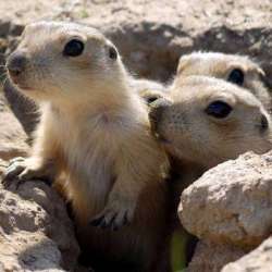 Марк Саныч-Карантинный шансон