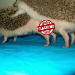 Марк Саныч-Песенка о ежах