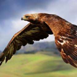 Олег ВК-Красивый Полёт