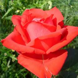 Павел Маркин-Ты прости меня окаянного