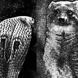 Сэр-Ge-Муму или одинокий кинолог