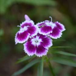 Сергей Мошков-А Купала смеётца