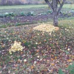 Сергей Мошков-А за окошечком Овсень мой Брат