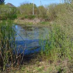 Сергей Мошков-Баянка Журавель