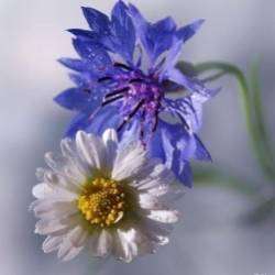 Сергей Мошков-Целовать тебя слаще сладкого