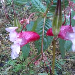 Сергей Мошков-Эх удариться бы птицею