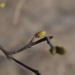 Сергей Мошков-Хмельная снядь