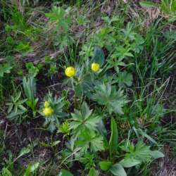 Сергей Мошков-И жизней сонм в соловьем свисте