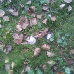 Сергей Мошков-Линяют клёны