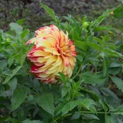 Сергей Мошков-Любославная песня