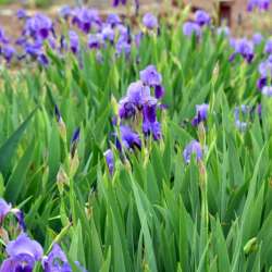 Сергей Мошков-Любовный чай