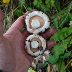 Сергей Мошков-Эй браты