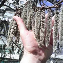 Сергей Мошков-Песенка