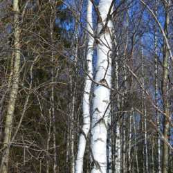 Сергей Мошков-Пора полей ершистых