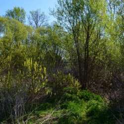 Сергей Мошков-Преддверие Весны