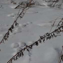 Сергей Мошков-Пуржевалочка