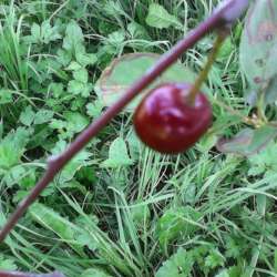 Сергей Мошков-Рдеет Червень