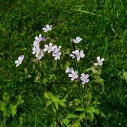 Сергей Мошков-Сельдурьянда-сельдурья