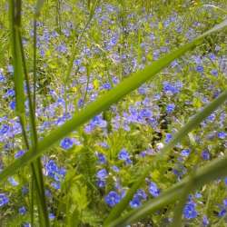 Сергей Мошков-Шансон