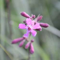 Сергей Мошков-Славление