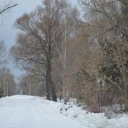 Сергей Мошков-Снежевейские тюли