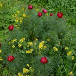 Сергей Мошков-Туманица-Водовица