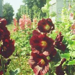 Сергей Мошков-Ты мальву любишь