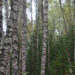 Сергей Мошков-У берёзовой реки