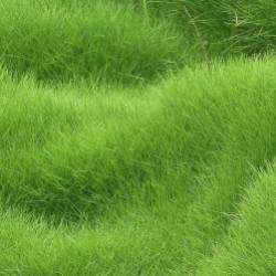 Сергей Мошков-В густой траве пропадёшь с головой