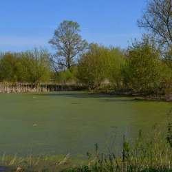 Сергей Мошков-В саде у прудочка