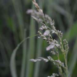 Сергей Мошков-Ветер и Дождь