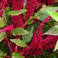 Сергей Мошков-Запредельное в амарантовом дымку