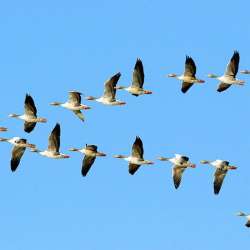 Сообщество Эгон Байков и друзья (СЭБИД)  - Акка Кнебекайзе