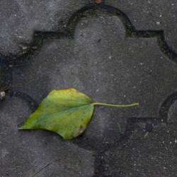 Suvorov-Листья опали