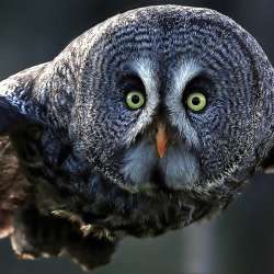 Валерий Юнгман - Попугай