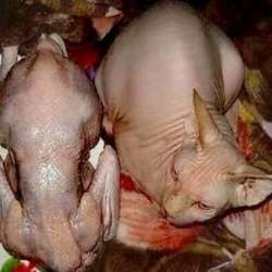 VeraNacii Vaxy IvaNNo - Малина курятникам