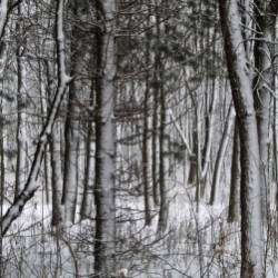 Юлия Ключарёва-Зимняя сказка