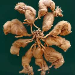 lion-canvas - Небесные Пастухи