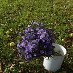 Сергей Мошков-Цветы сентября